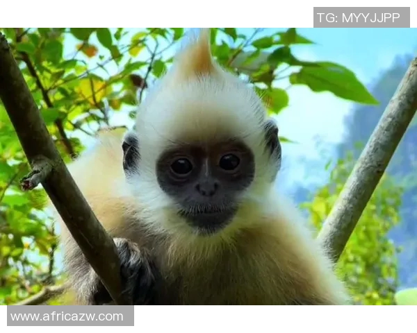 探索Coco蝰蛇进点的生态习性与保护现状分析